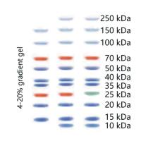biotides 三色预染蛋白Marker WB1902S WB1902 WB1902L 