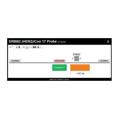 Empire Genomics - ERBB2-CHR17-20-ORGR - ERBB2/Con17 FISH Probe