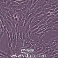 NRK-49F正常大鼠肾细胞