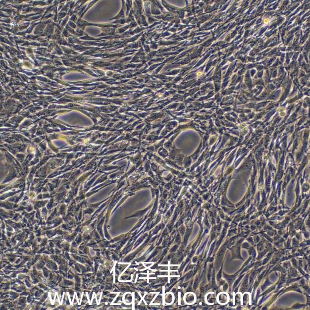 C2C12小鼠成肌细胞
