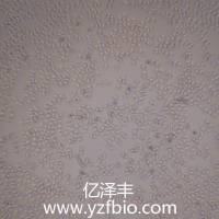 IEC-6大鼠小肠隐窝上皮细胞