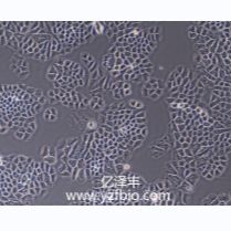 H460小鼠结肠腺癌细胞