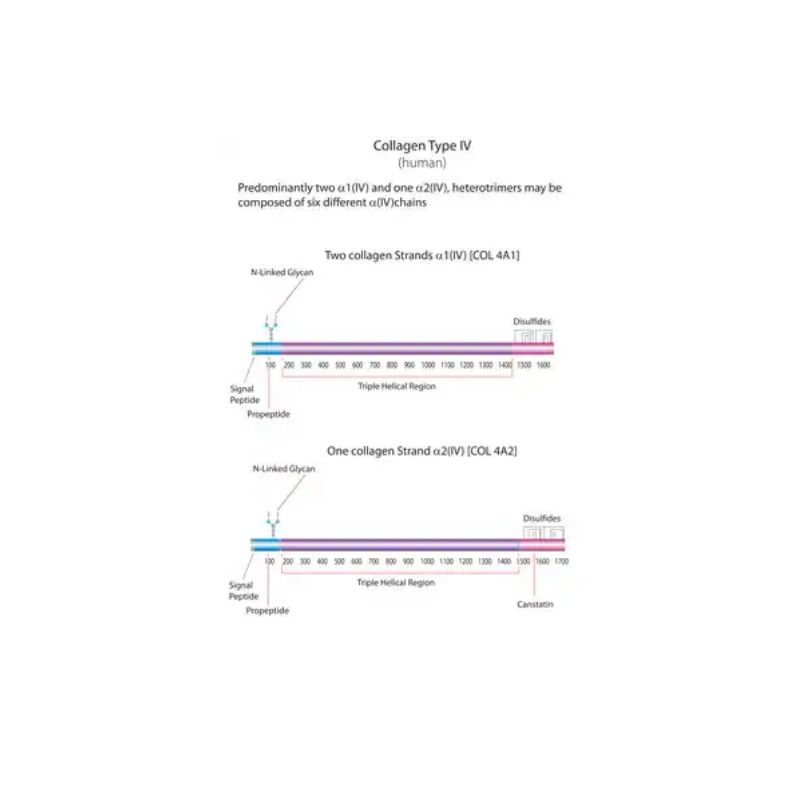 Sigma  C7521-10MG  胶原蛋白来源于人类胎盘