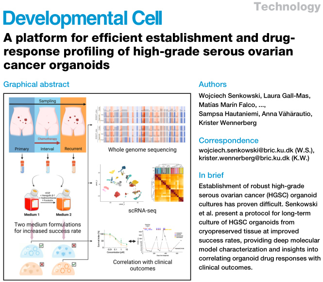 IF=11.8丨Developmental Cell：高效构建并进行药物应答分析的高级别浆液性卵巢癌类器官平台