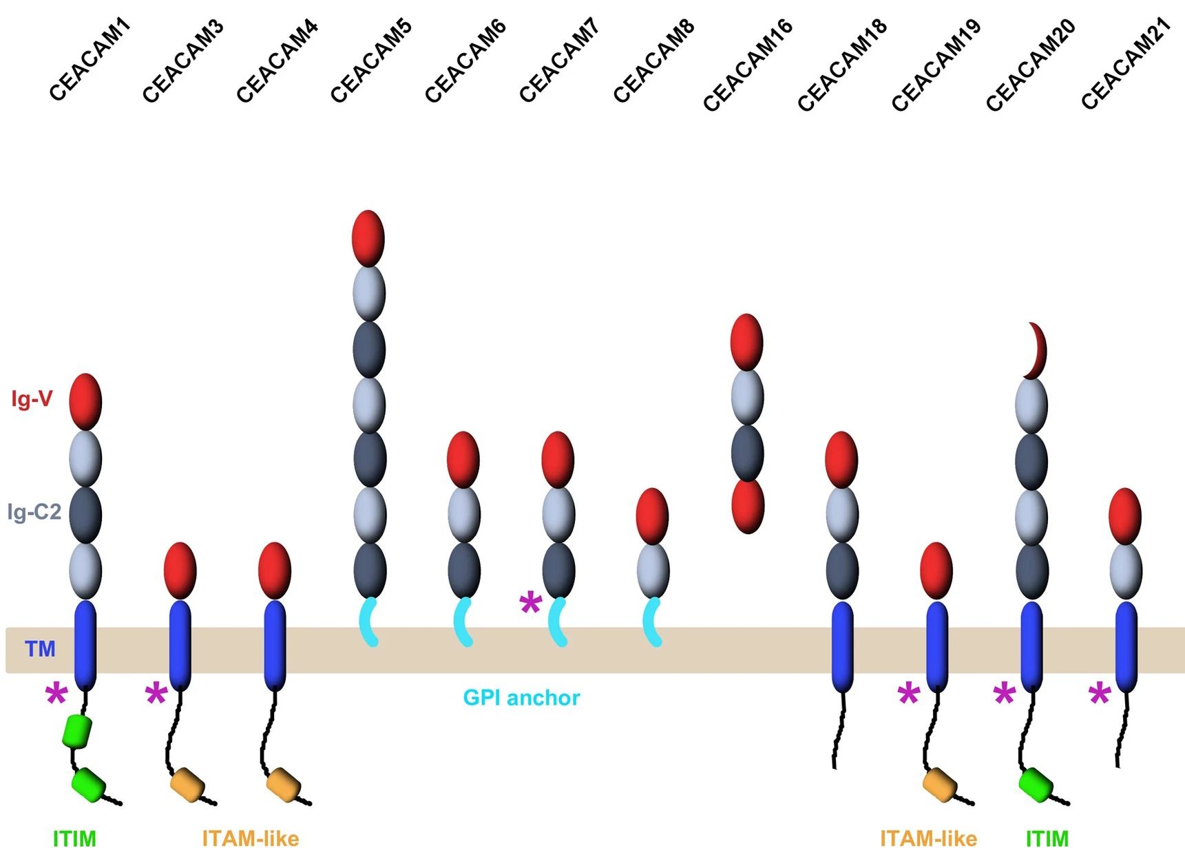 肿瘤免疫治疗潜力靶点：CEACAM（癌胚抗原细胞粘附分子）