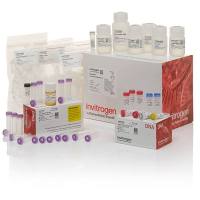 Thermo 4336401 StockMarks™ for Horses 17-Plex Genotyping Kit