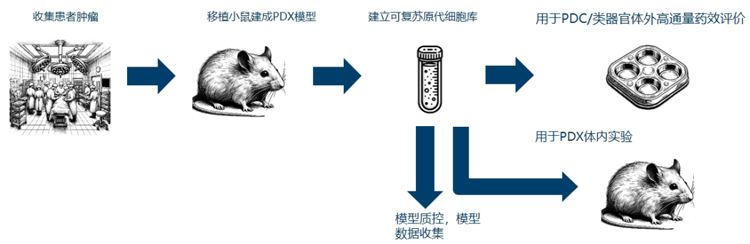 肿瘤研究应用系列丨环特小鼠PDX模型，助力药物研发与深度科研