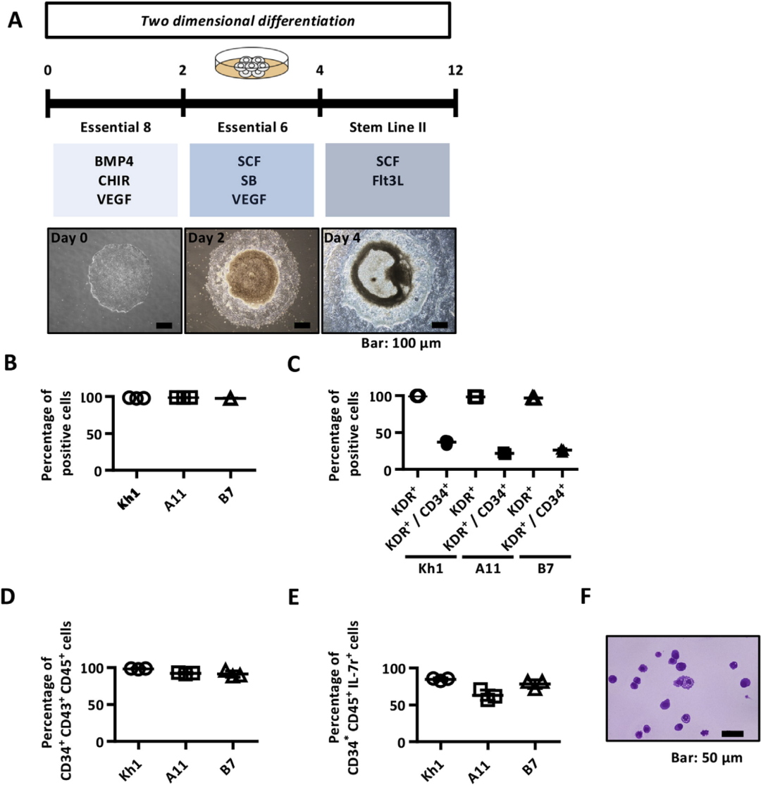 一种2D条件下人多能干细胞诱导自然杀伤细胞