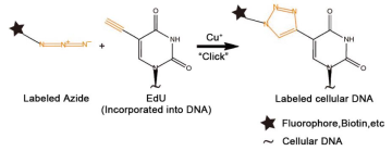Elabscience®EdU检测试剂盒，更便捷，更灵敏！