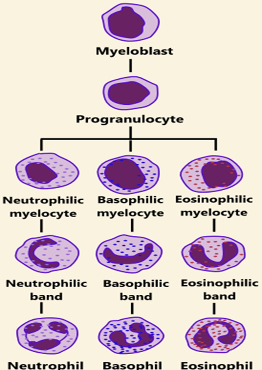 Elabscience免疫细胞 | 粒细胞简介及指标选择