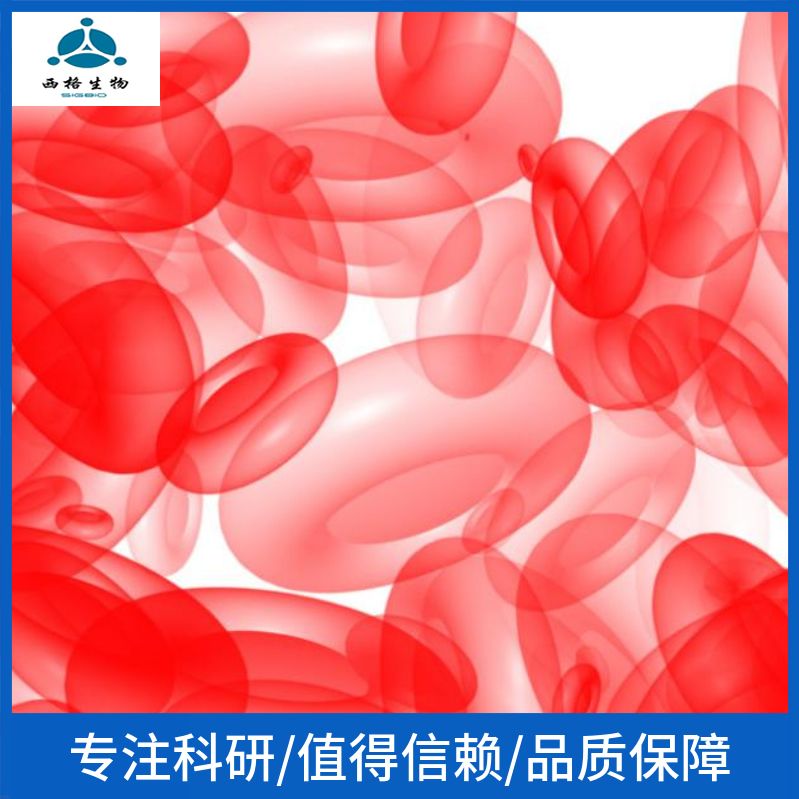 CHL中国仓鼠肺细胞