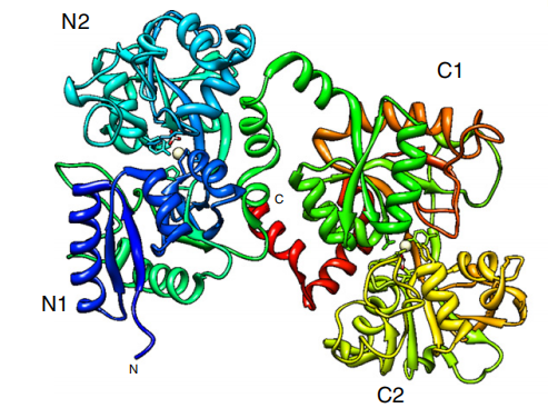 乳铁蛋白抗菌机制