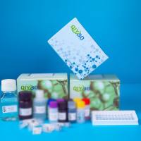 猪细胞色素P450家族成员2B6(CYP2B6)ELISA测试盒