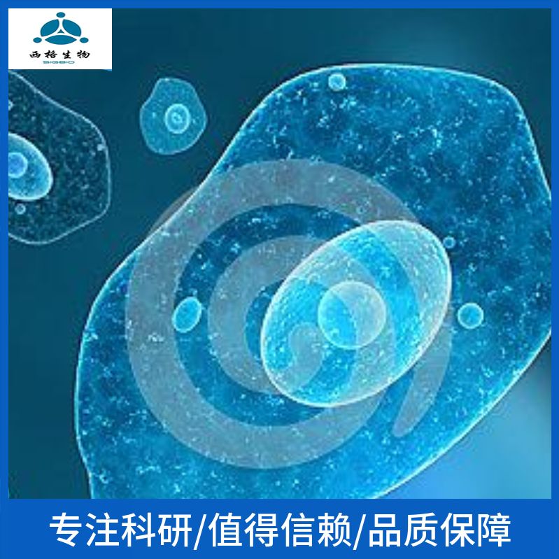 CHO-K1中国仓鼠卵巢细胞k1 亚克隆系 