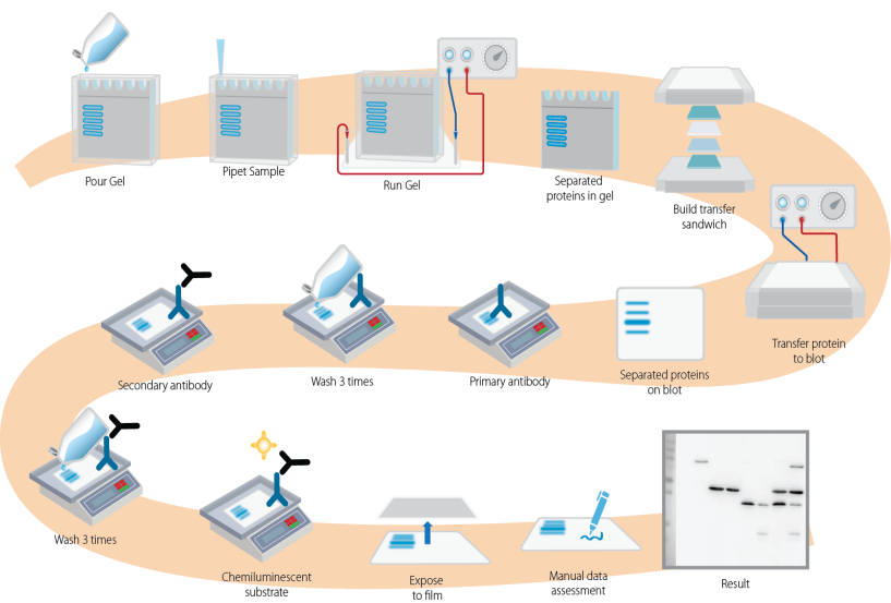「一文打尽」细胞因子检测常见免疫学技术