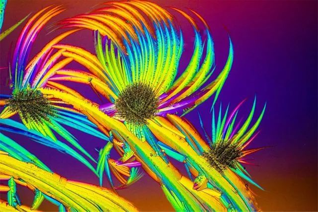 化学的艺术：认识首位EVIDENT全球显微图像大赛材料科学与工程学奖得主