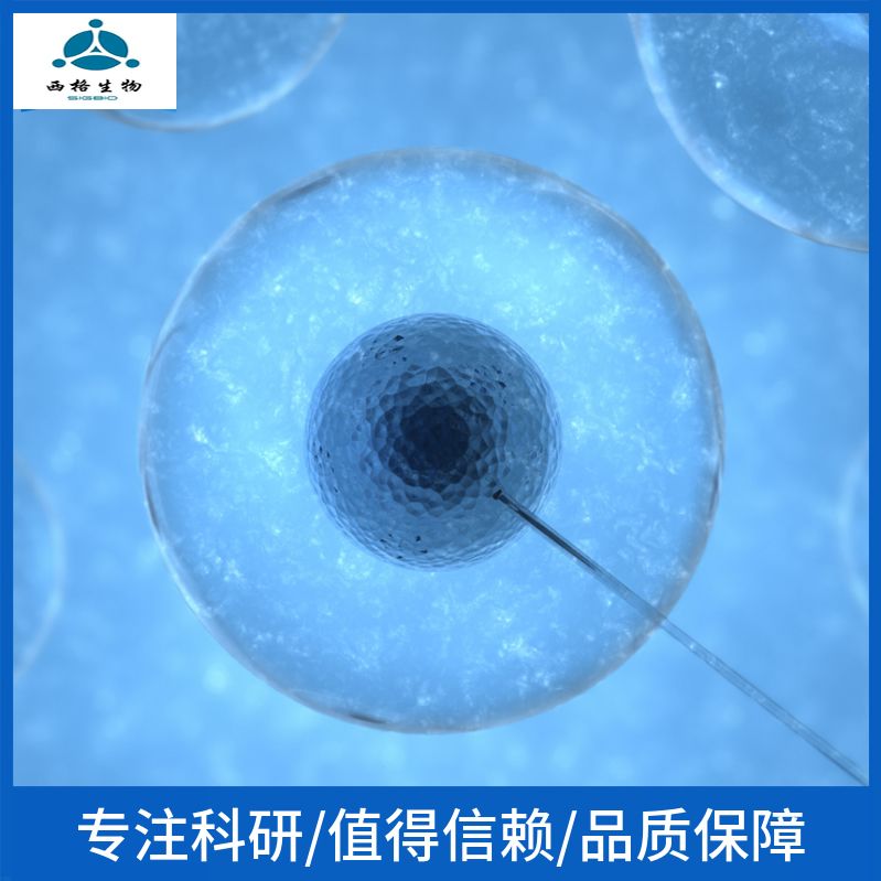 LEC-1仓鼠卵巢细胞