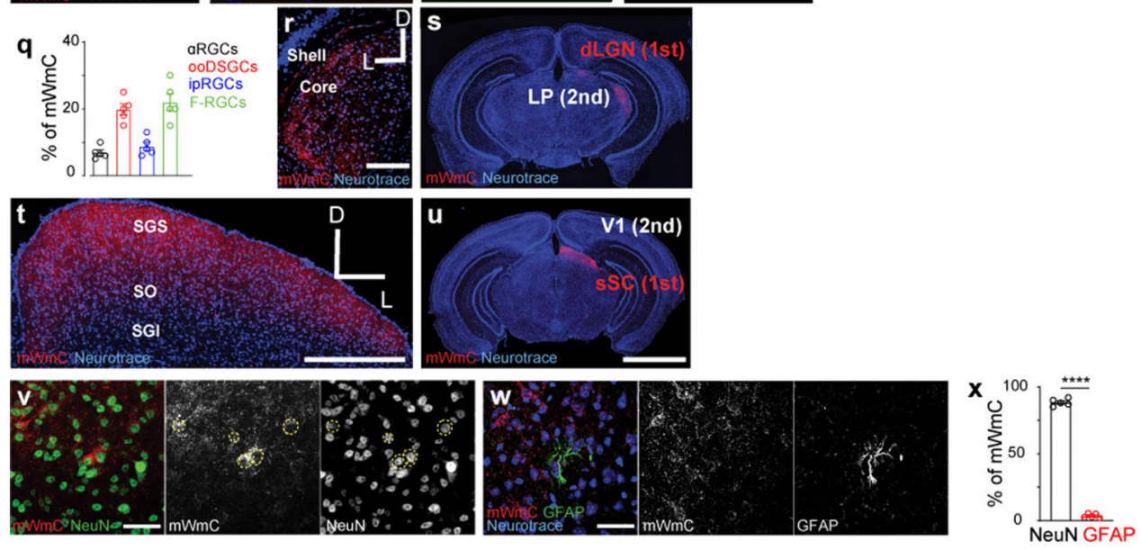 小布Tips | 顺行示踪工具-- mWGA