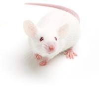 维通利华 ICRCF1 小鼠 SPF级 杂交系