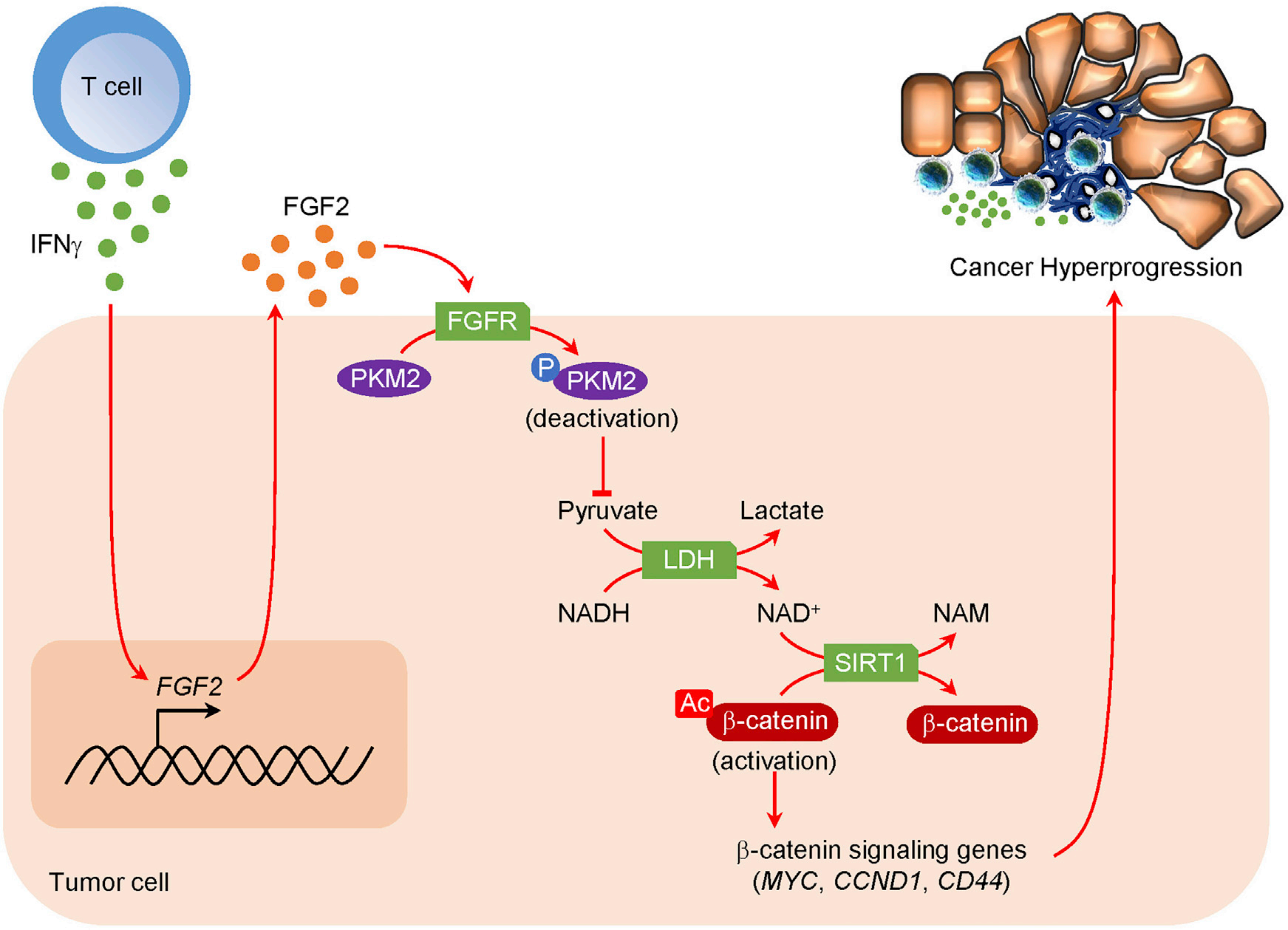 高分文献推荐| IF:50.3 免疫和肿瘤代谢途径的交叉在免疫治疗期间驱动癌症超进展