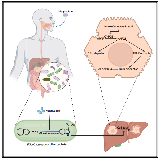 喜讯：南方医科大学使用IPHASE产品在《Cell》子刊《Cell Host & Microbe》（IF30.3）发表文章