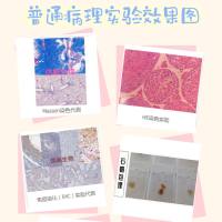 常规病理染色实验代测