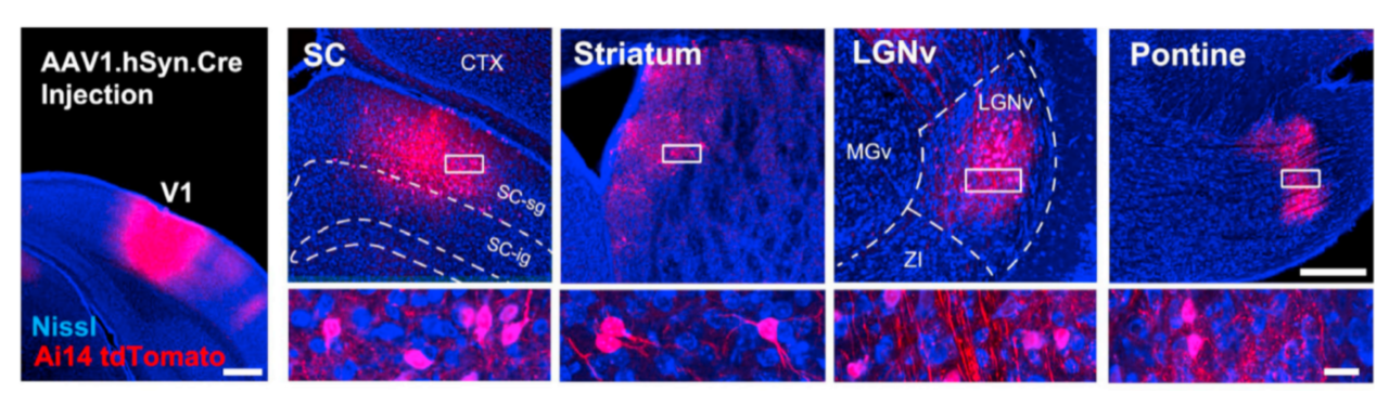 小布Tips | 顺行示踪工具-- mWGA