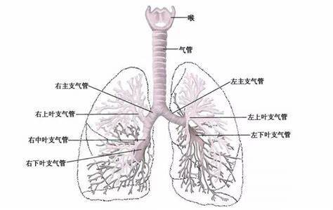技术干货分享！小鼠无创气管插管详细步骤与注意事项