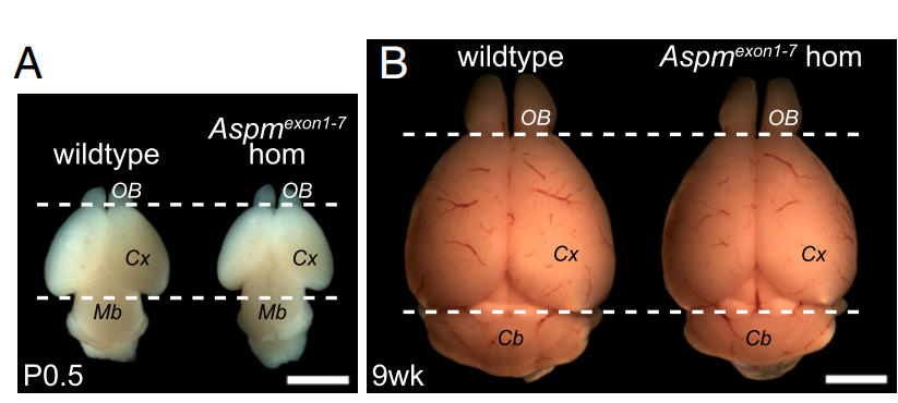 “小材有大用”的新兴模式动物：雪貂！