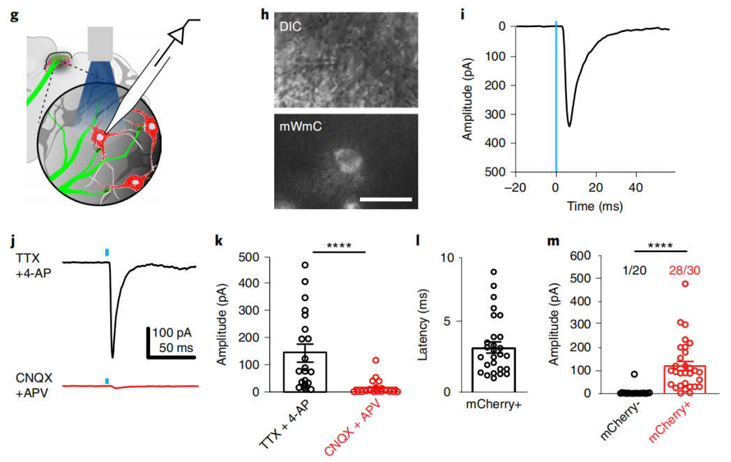 小布Tips | 顺行示踪工具-- mWGA