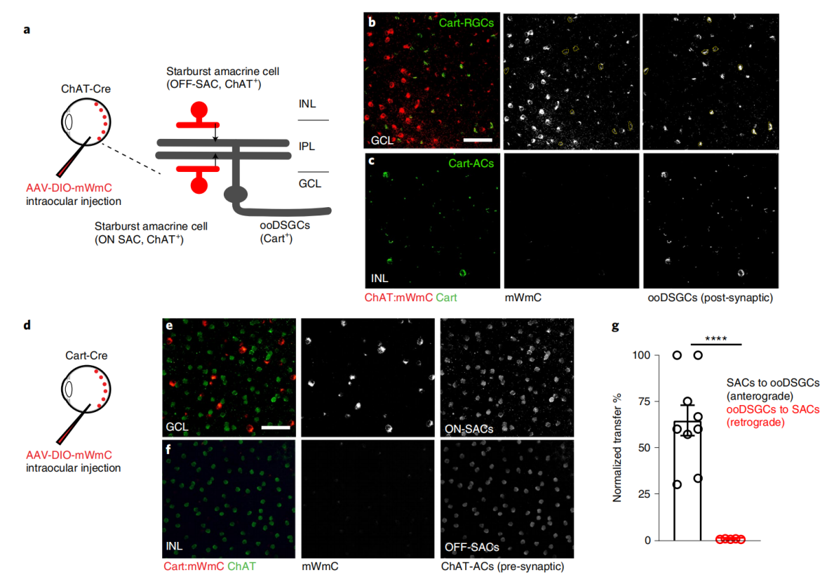 小布Tips | 顺行示踪工具-- mWGA