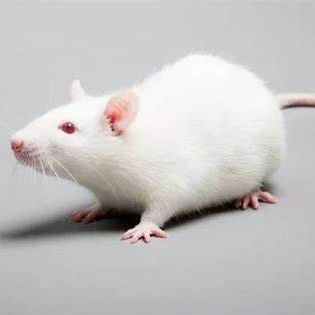 重度免疫缺陷小鼠：NYG小鼠