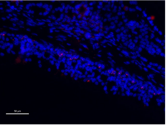 柏林夏里特医学院附属医院：非常适合患者的日常诊断和临床研究的解决方案