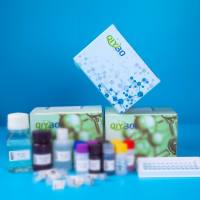 猪δ样蛋白1同源物(dLK1)ELISA测试盒