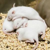 代繁代养/净化/活体/冷冻保种/快速扩繁