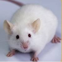 动物造模/内科给药模型/CDX/PDX