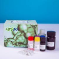 兔中性粒细胞明胶酶相关脂质运载蛋白(NGAL)ELISA测试盒