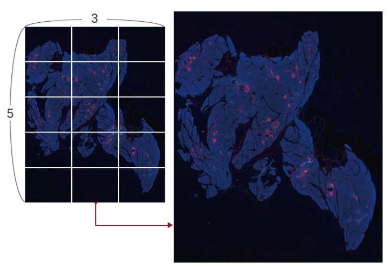 朗格尔汉斯岛的α细胞和β细胞的可视化