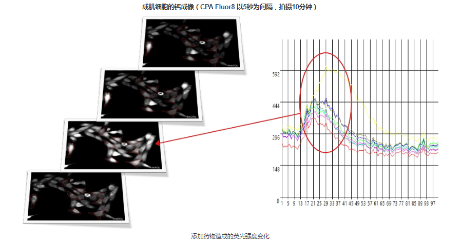 使用荧光显微成像系统的钙成像