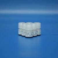 细胞分离与扩增磁珠