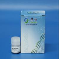 生物样本血斑DNA提取磁珠