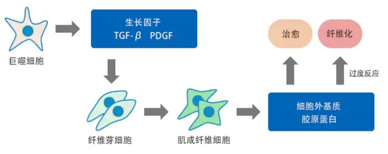 纤维化的定量化