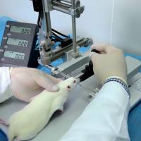 胰腺癌皮下成瘤