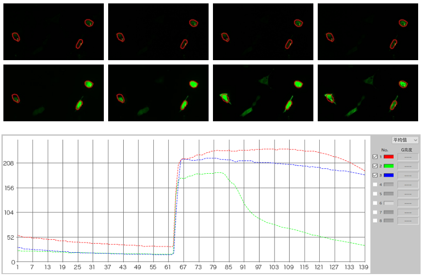 使用荧光显微成像系统的钙成像