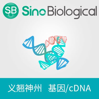 Neuraminidase/NA基因|B(B/Austria/1359417/2021) NA expression plasmid