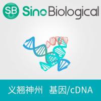 Nucleoprotein/NP基因|B(B/Austria/1359417/2021) NP