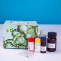 兔细胞角蛋白20（CK-20）ELISA测试盒