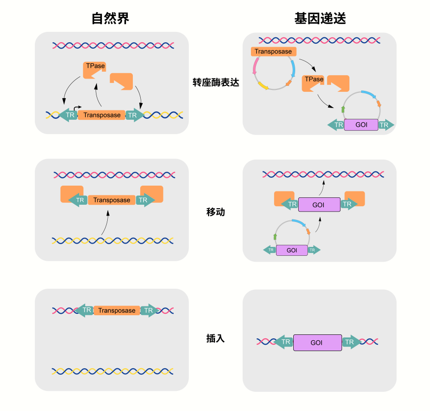 一文了解“跳跃基因”——转座子
