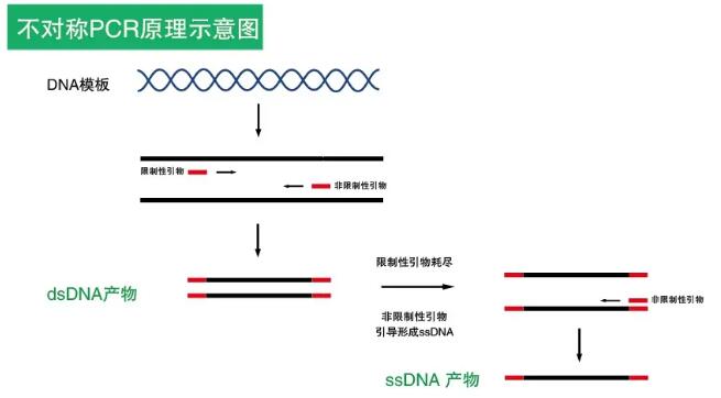 Super Taq DNA Polymerase