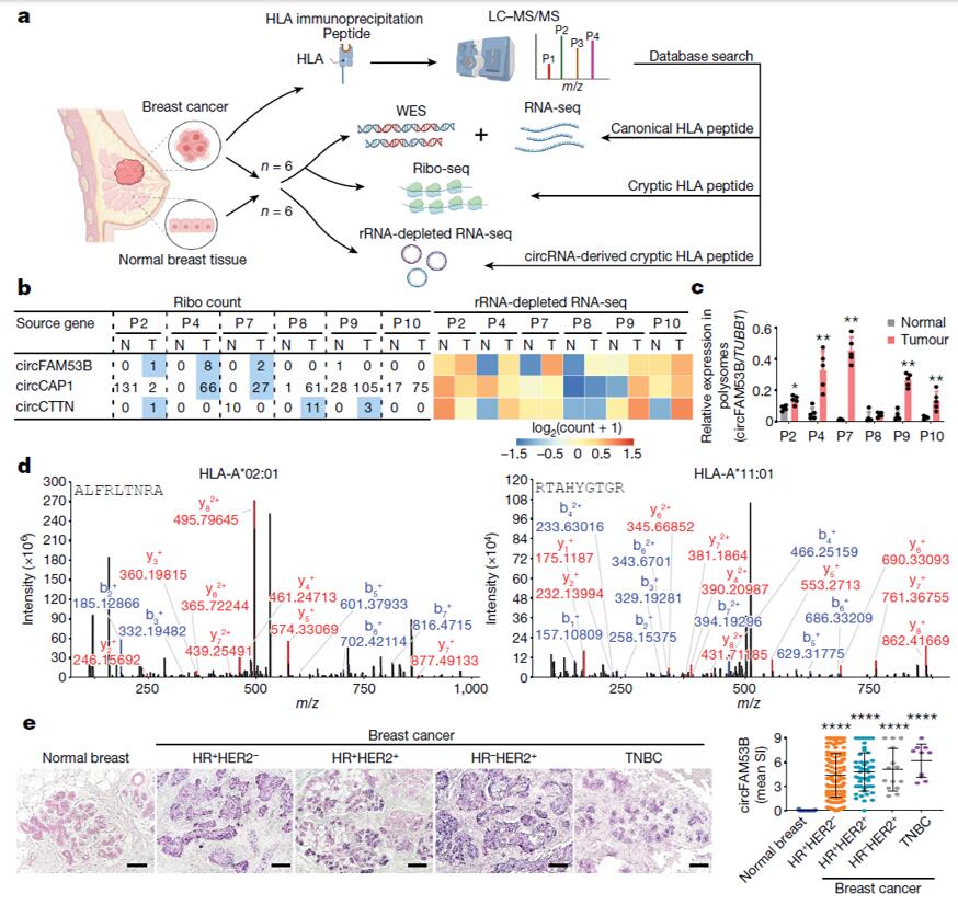 Nature | 中山大学团队揭示肿瘤环状 RNA 诱导抗肿瘤免疫新机制